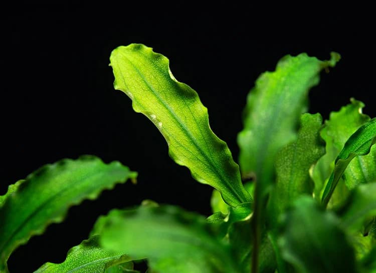 Buce Bukit Kelam aquarium plant
