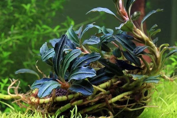 Buce Kedagang aquarium plant