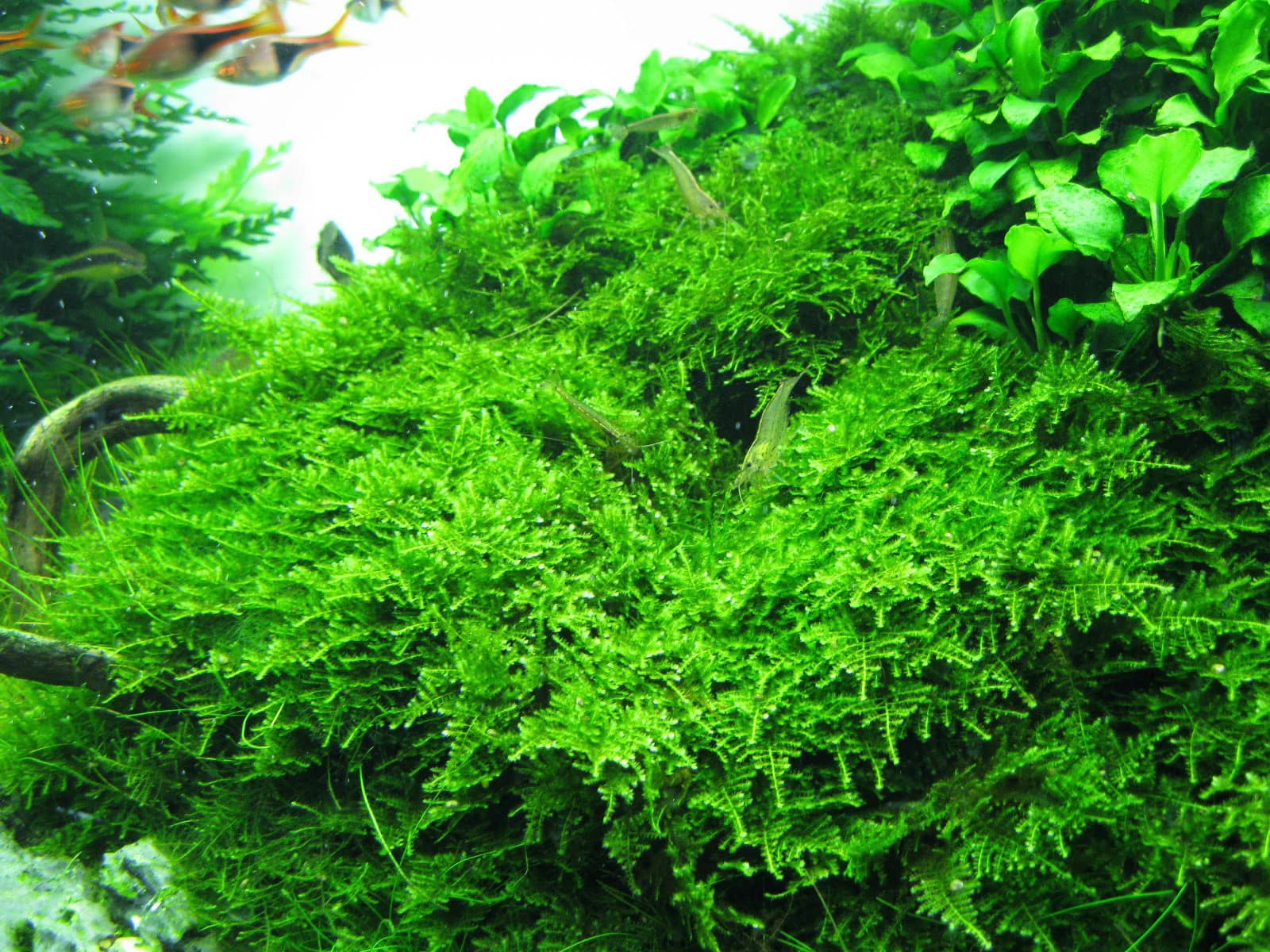 Christmas Moss aquarium plant