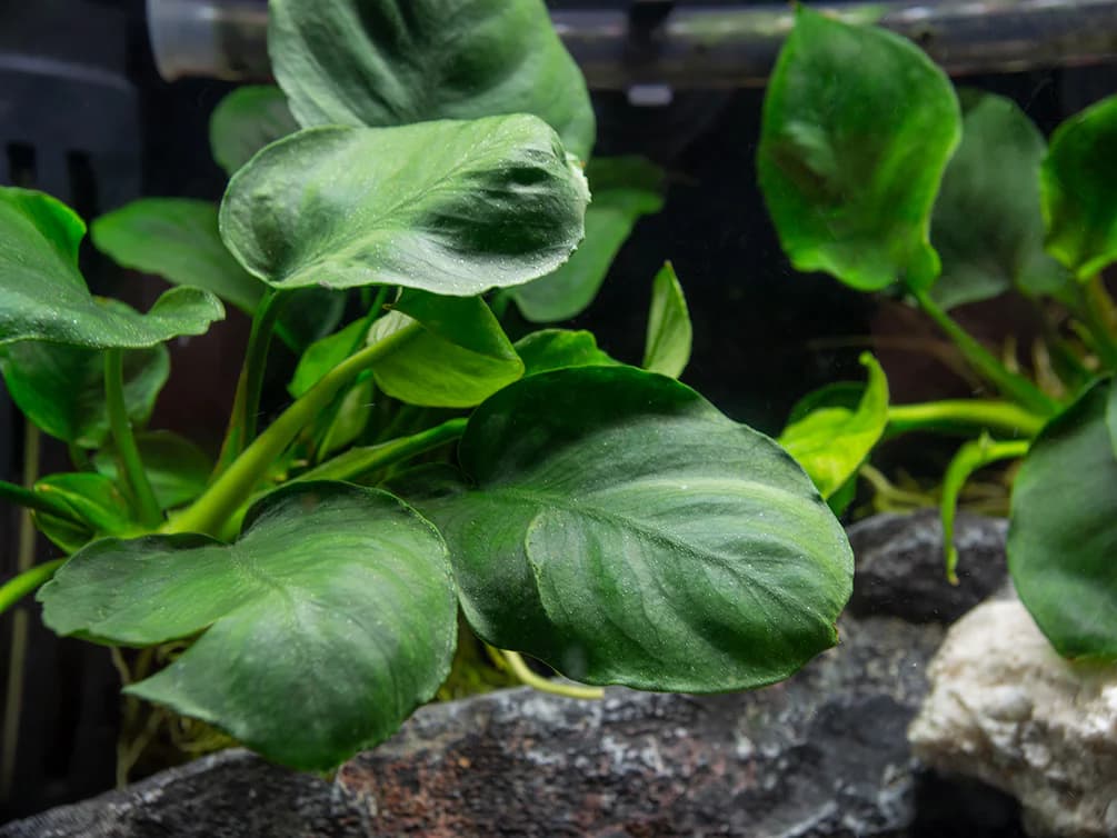 Coin Leaf Anubias aquarium plant