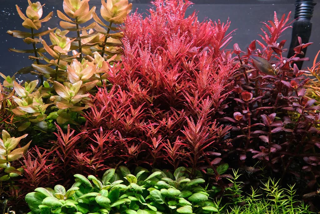Colorata Rotala aquarium plant