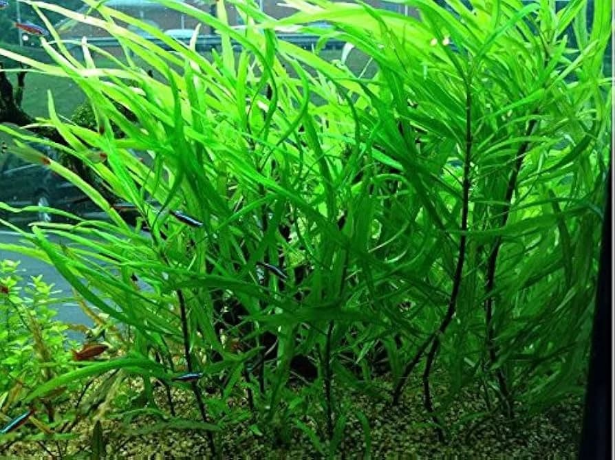 Compact Hygro aquarium plant