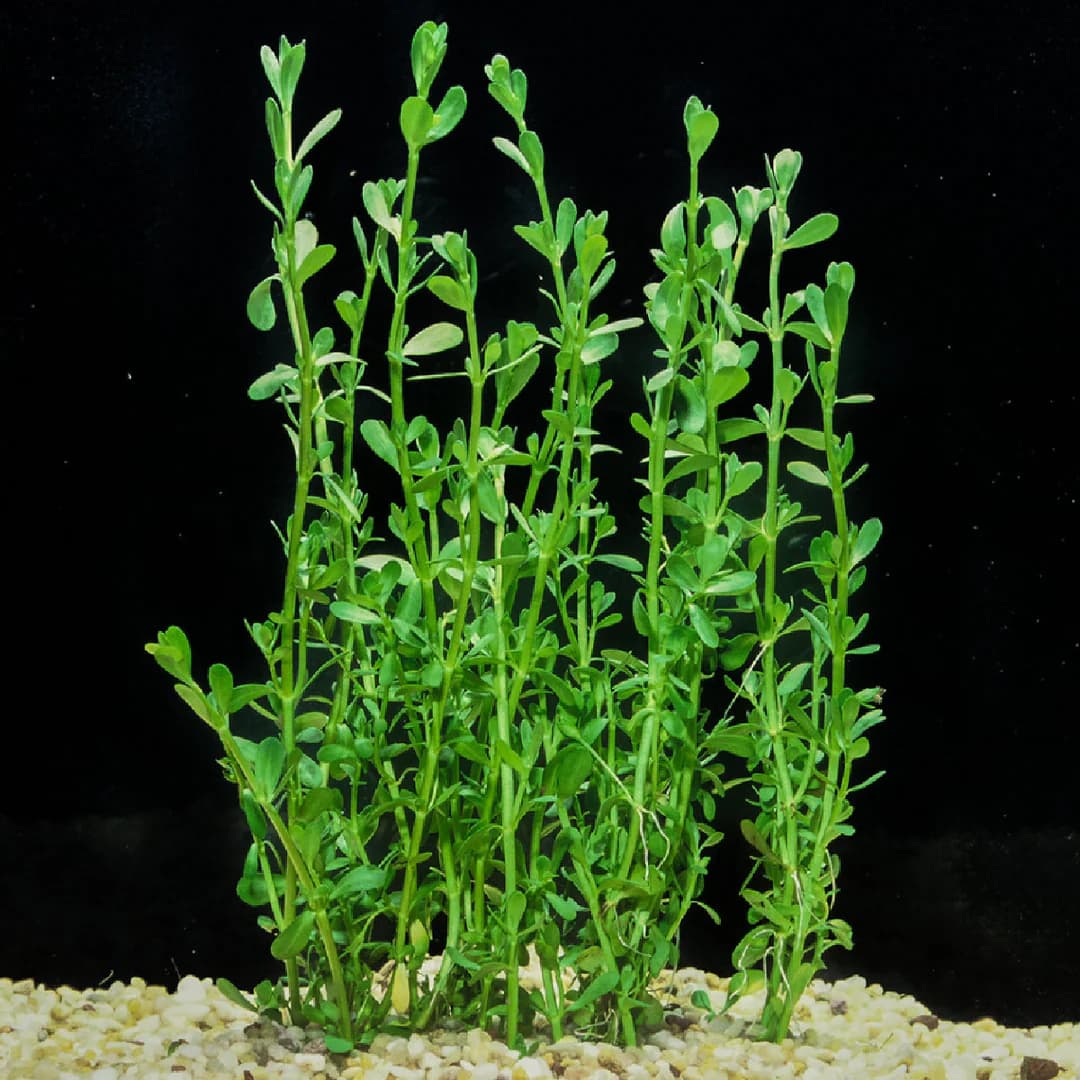Compact Moneywort aquarium plant