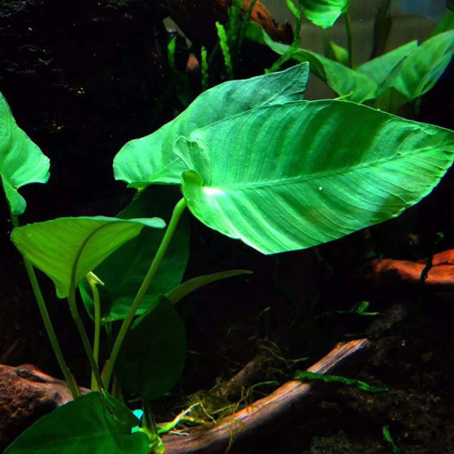 Congo Anubias aquarium plant