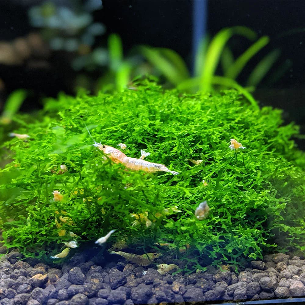 Coral Moss aquarium plant