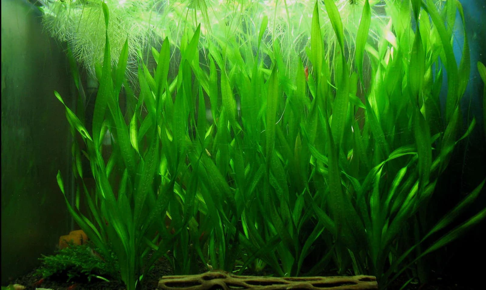 Corkscrew Val aquarium plant