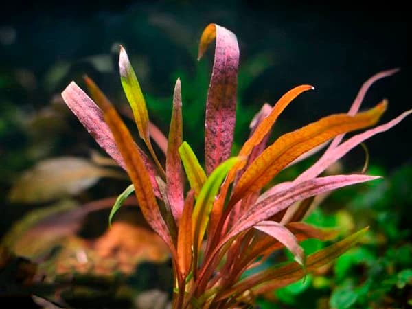 Costata Crypt aquarium plant