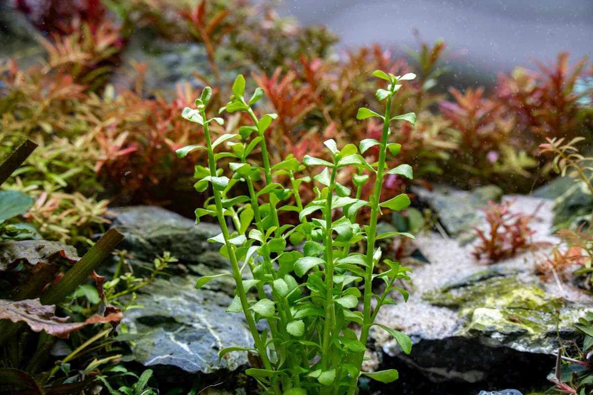 Creeping Bacopa aquarium plant