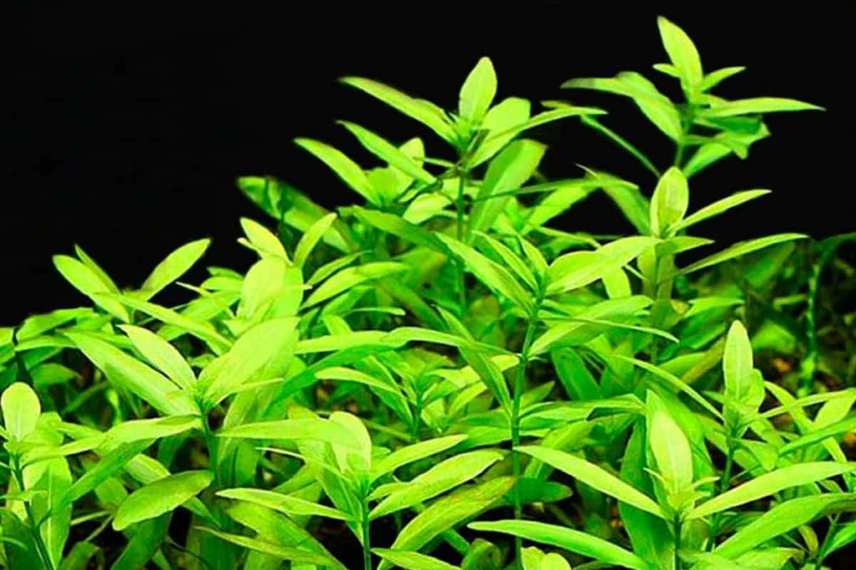 Creeping Hygrophila aquarium plant