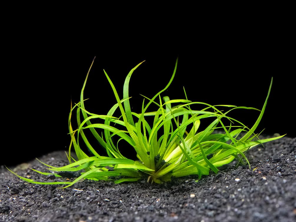 Creeping Rush aquarium plant