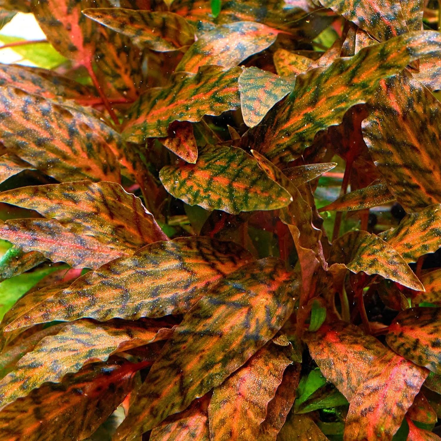 Crypt Nurii aquarium plant