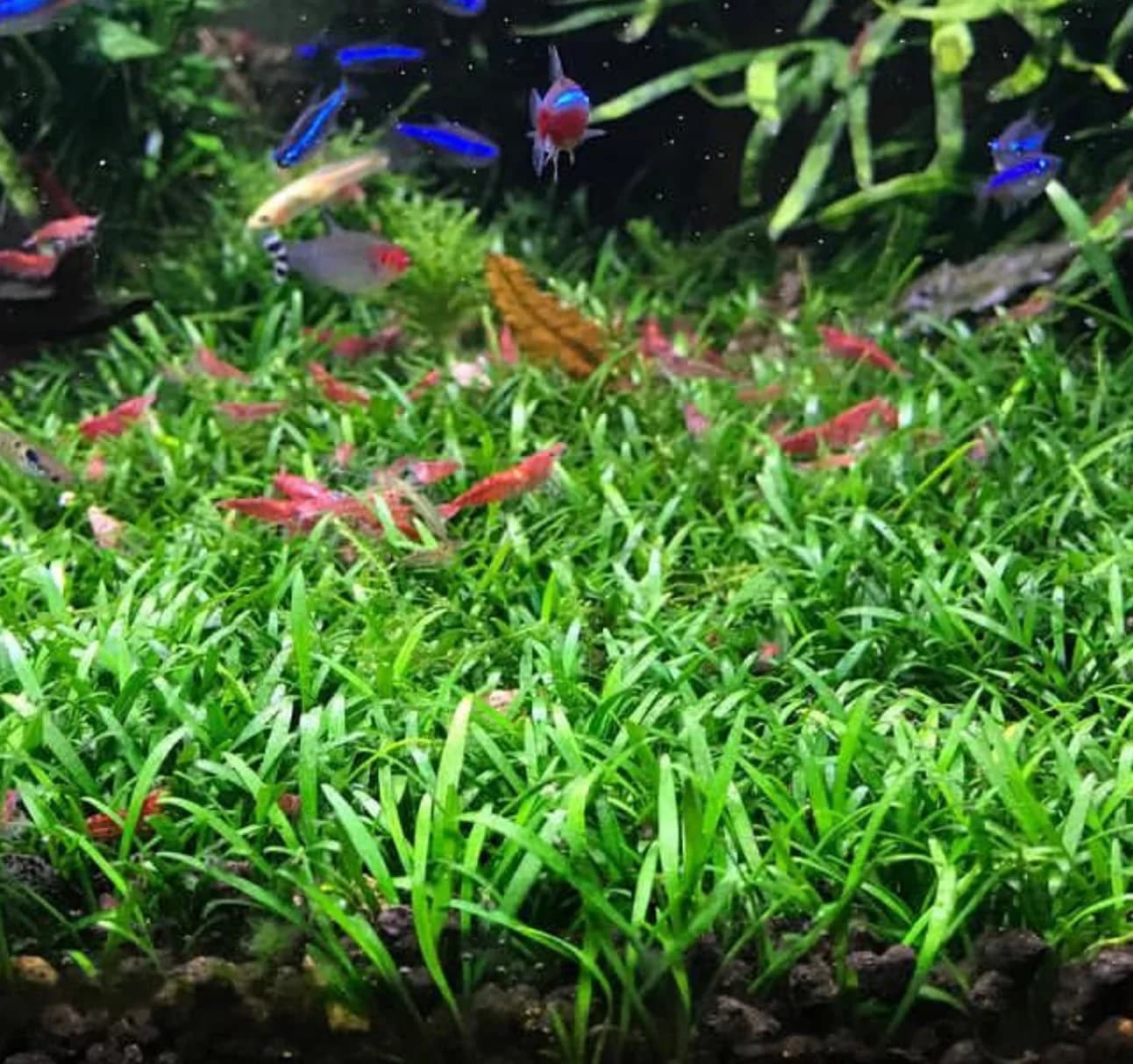 Crypt Parva aquarium plant