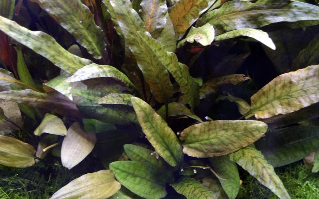 Crypt Wendtii Tropica aquarium plant