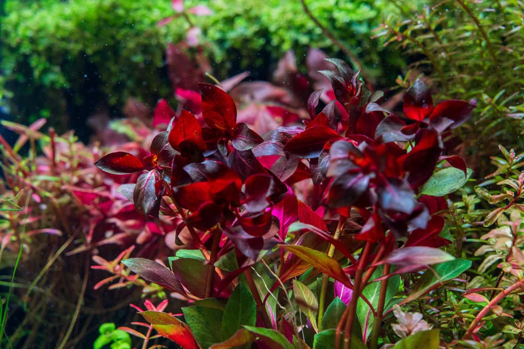 Diamond Ludwigia aquarium plant