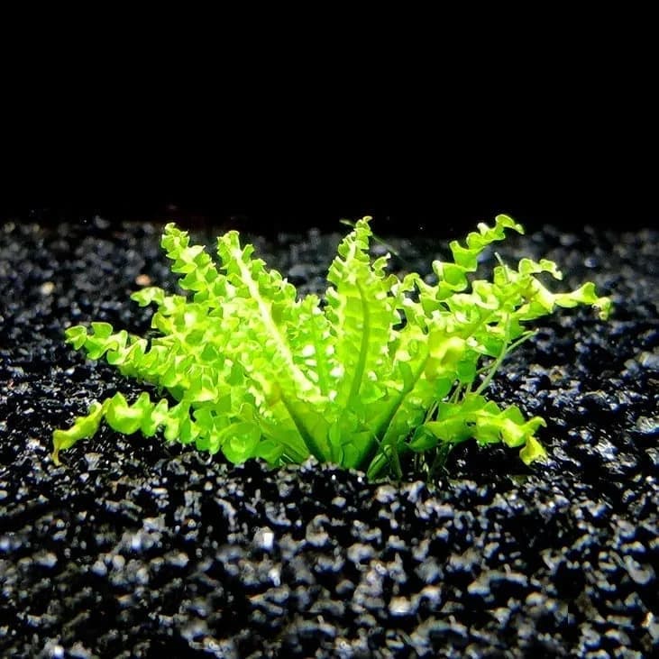 Downoi aquarium plant