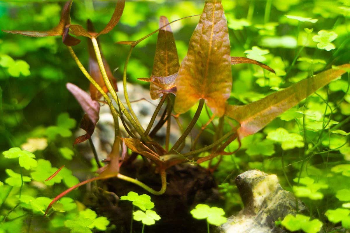 Dwarf Aquarium Lily aquarium plant