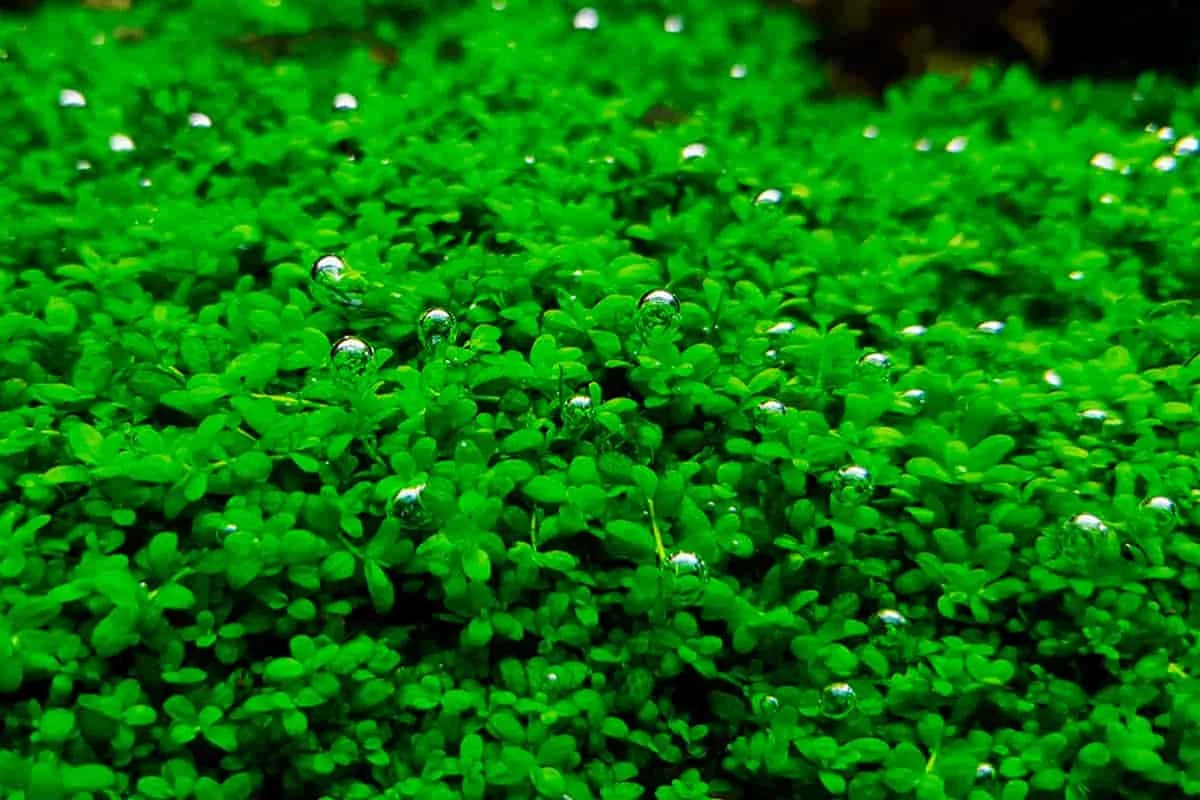 Dwarf Baby Tears aquarium plant