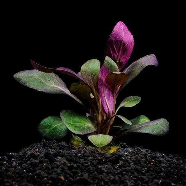 Dwarf Cardinal Plant aquarium plant
