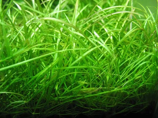 Dwarf Chain Sword aquarium plant