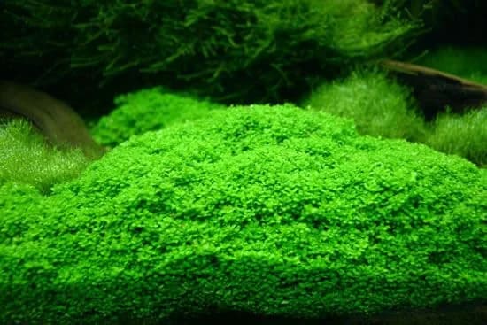Dwarf Four Leaf Clover aquarium plant