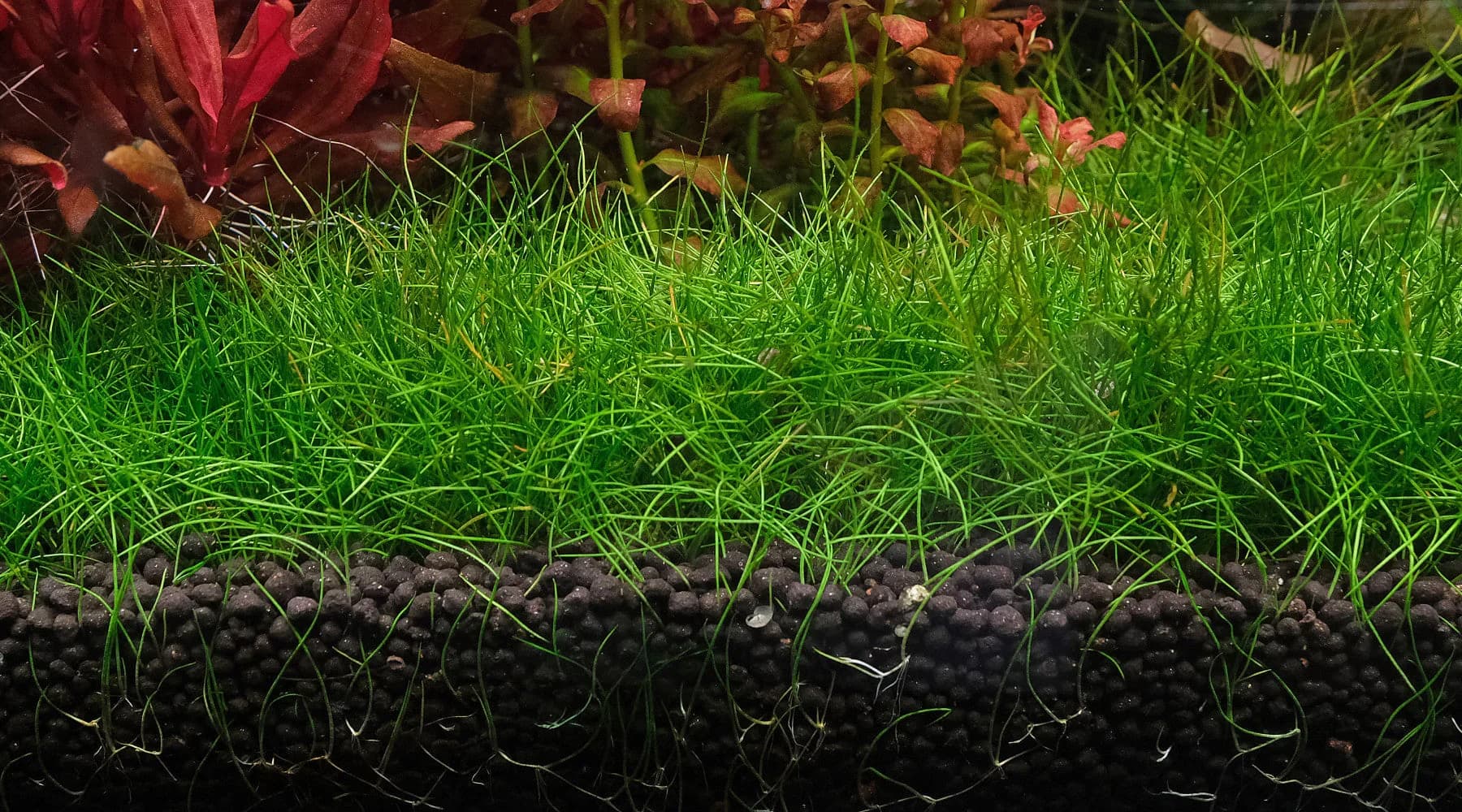 Dwarf Hairgrass aquarium plant