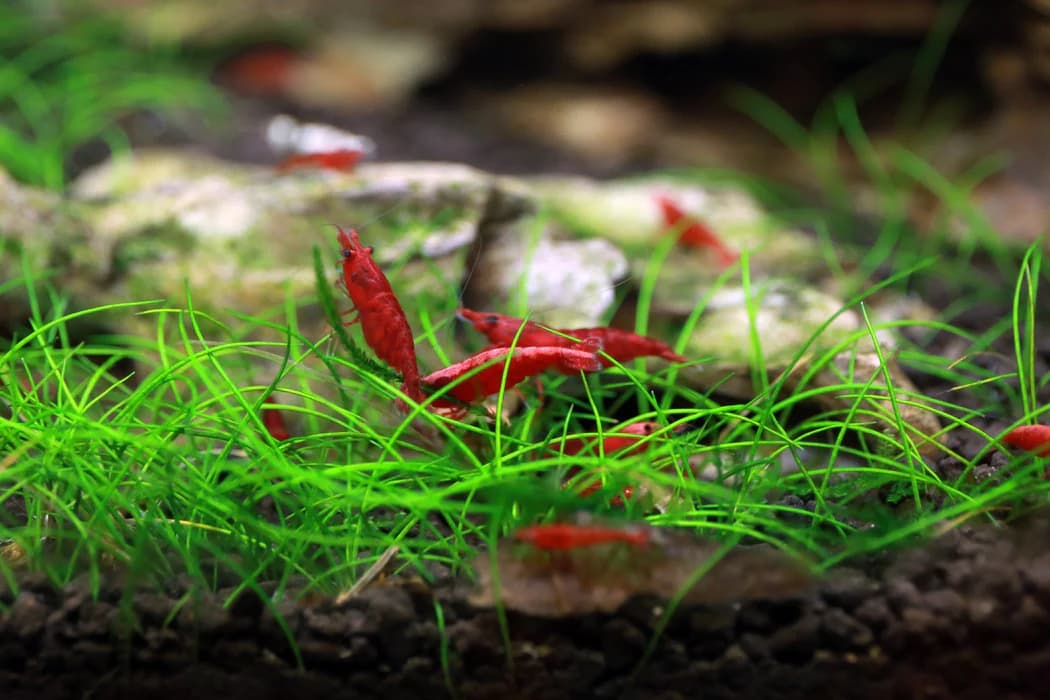 Dwarf Hairgrass Mini aquarium plant