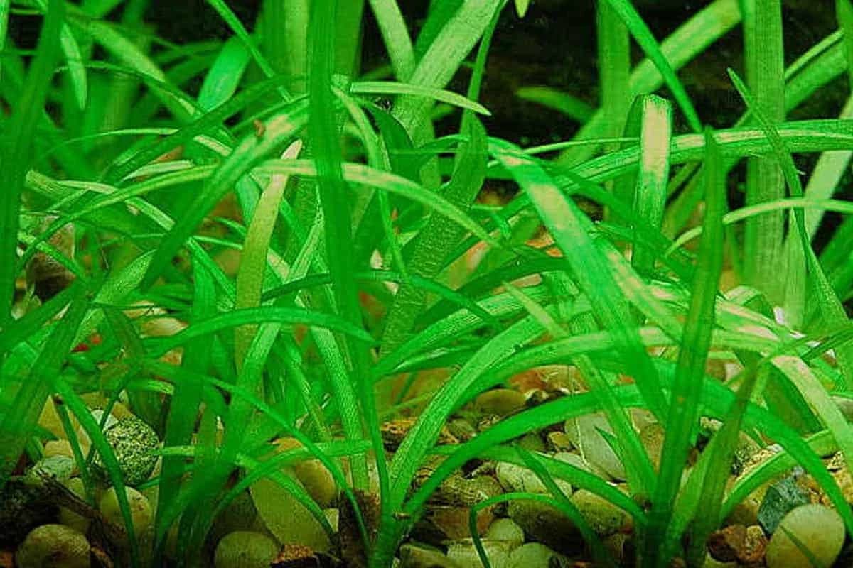 Dwarf Sagittaria aquarium plant