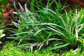 Eriocaulon Vietnam aquarium plant
