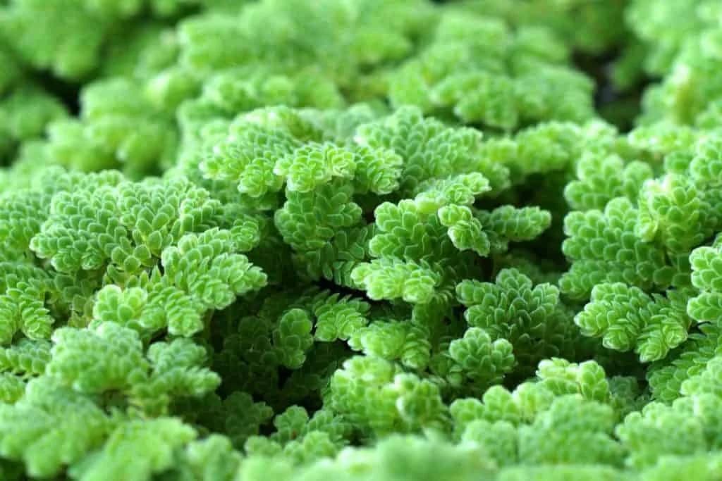 Fairy Moss aquarium plant