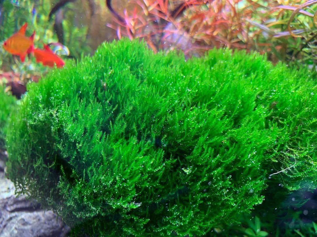 Flame Moss aquarium plant