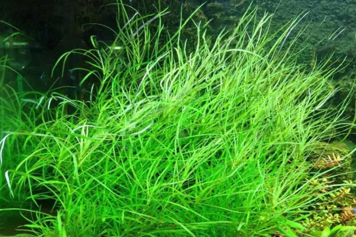 Four Leaf Pogostemon aquarium plant