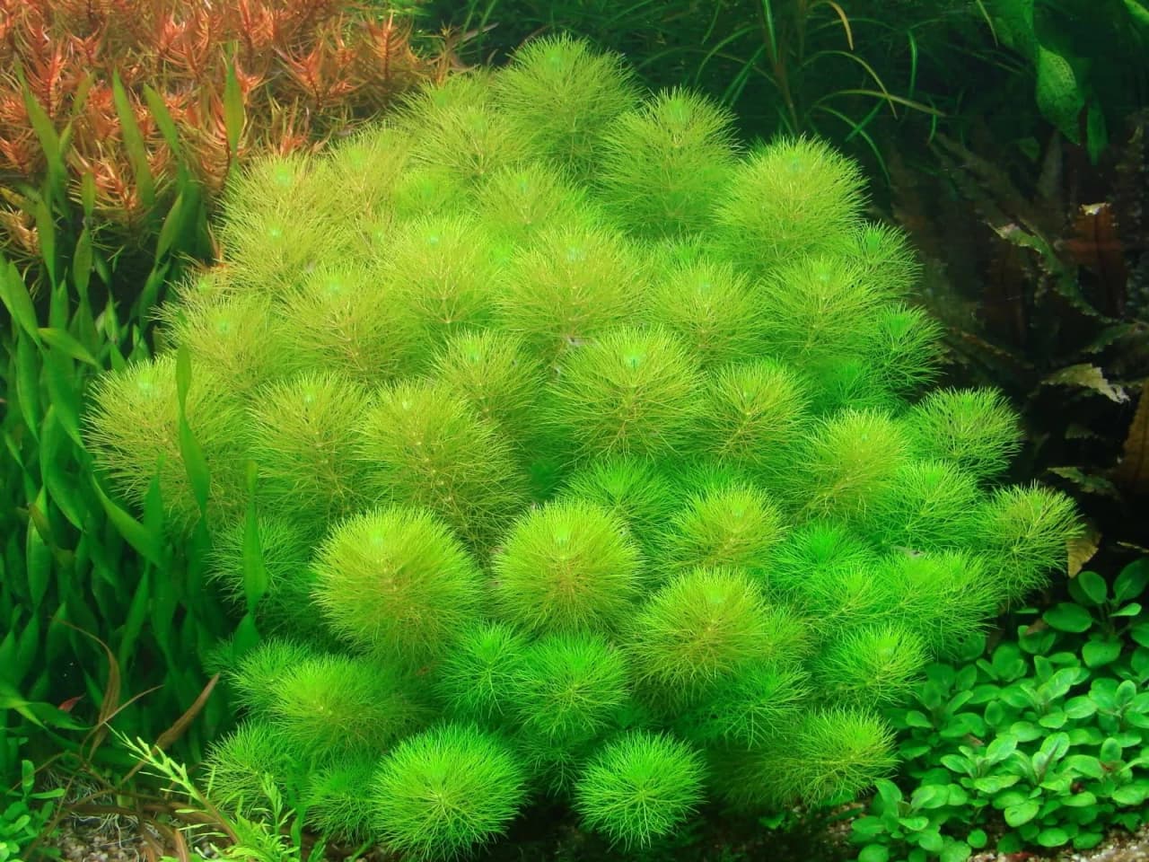 Giant Ambulia aquarium plant