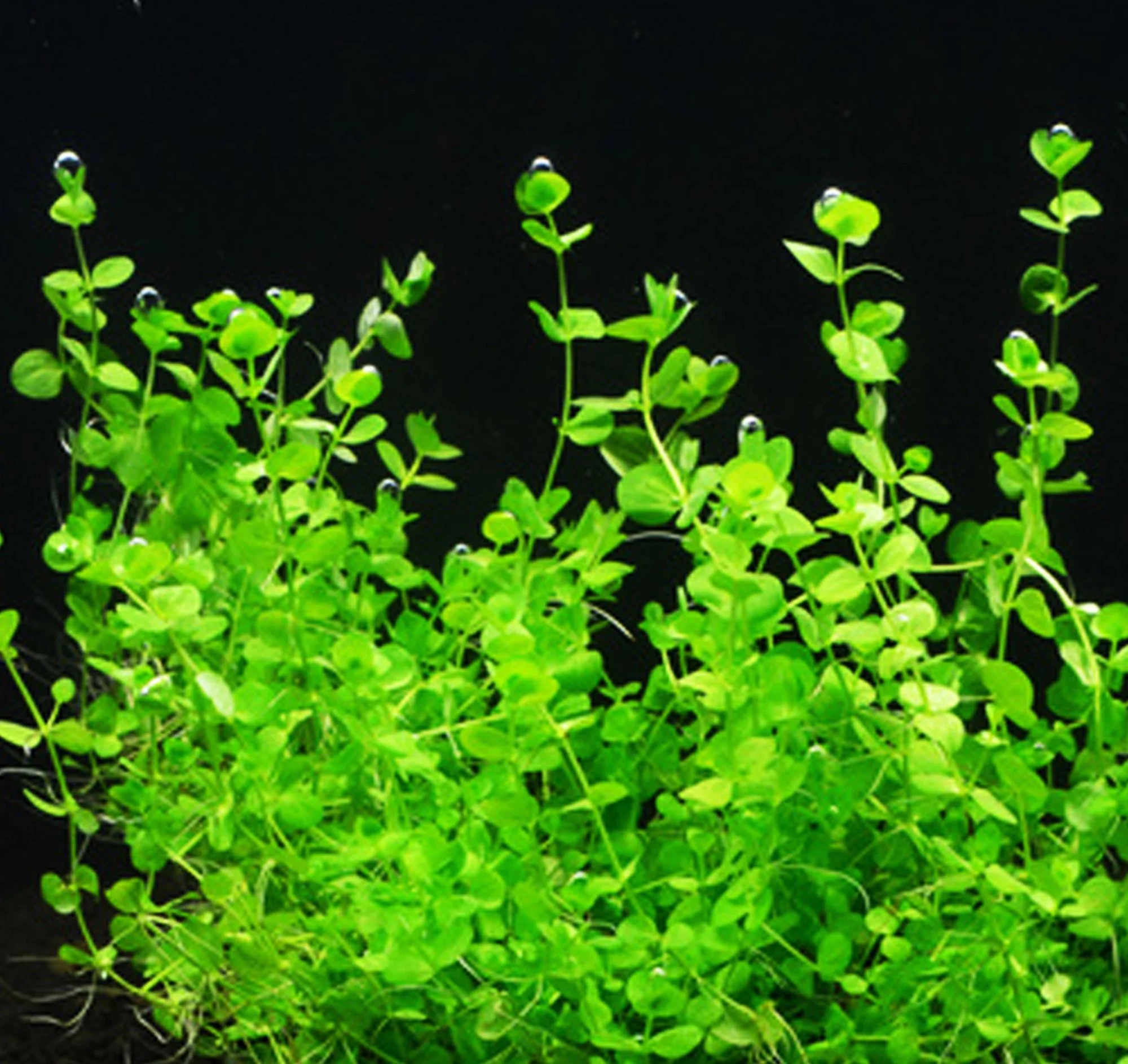 Giant Baby Tears aquarium plant