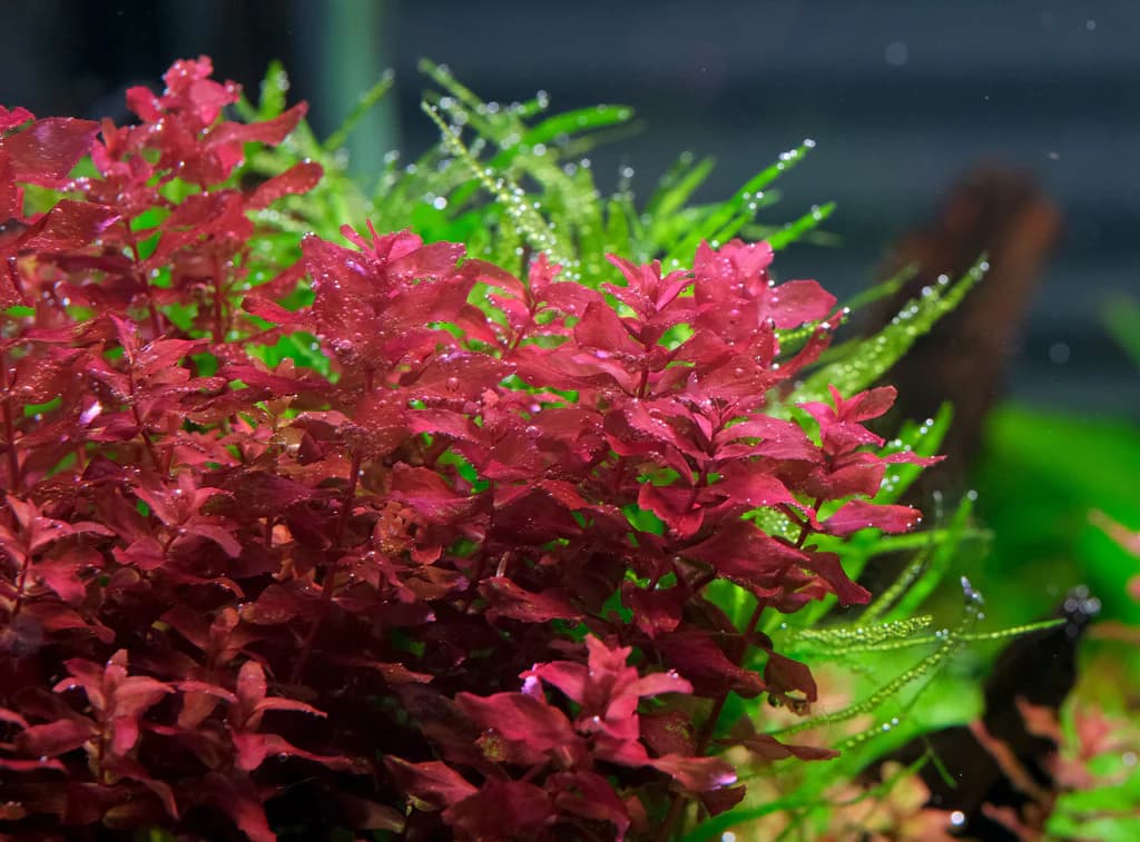 Giant Red Rotala aquarium plant