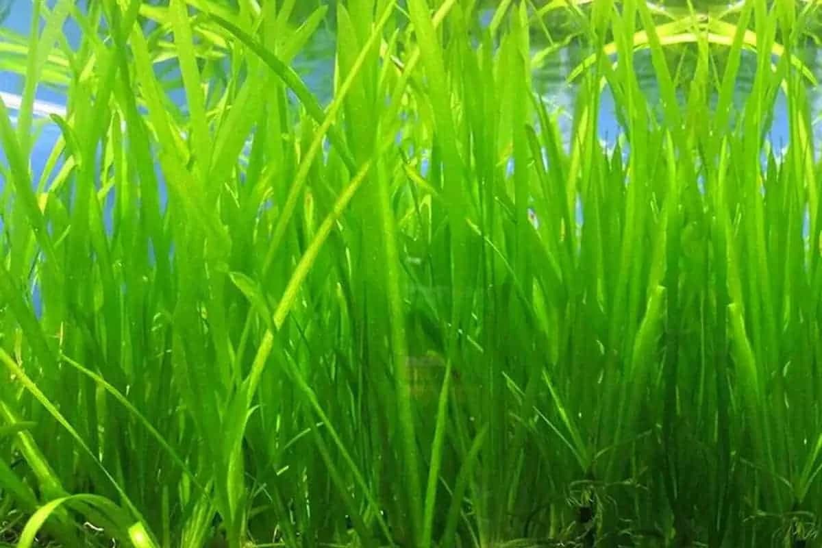 Giant Val aquarium plant