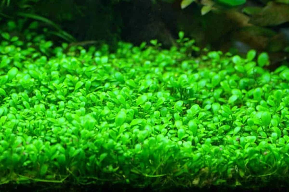 Glosso aquarium plant