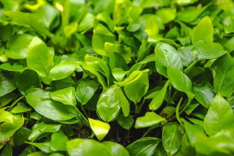 Golden Nana Anubias aquarium plant