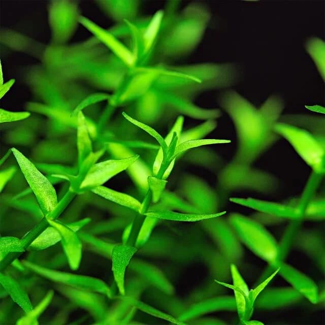 Gratiola aquarium plant