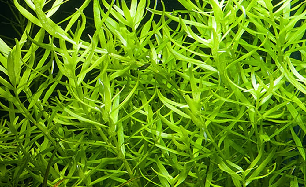 Green Rotala aquarium plant