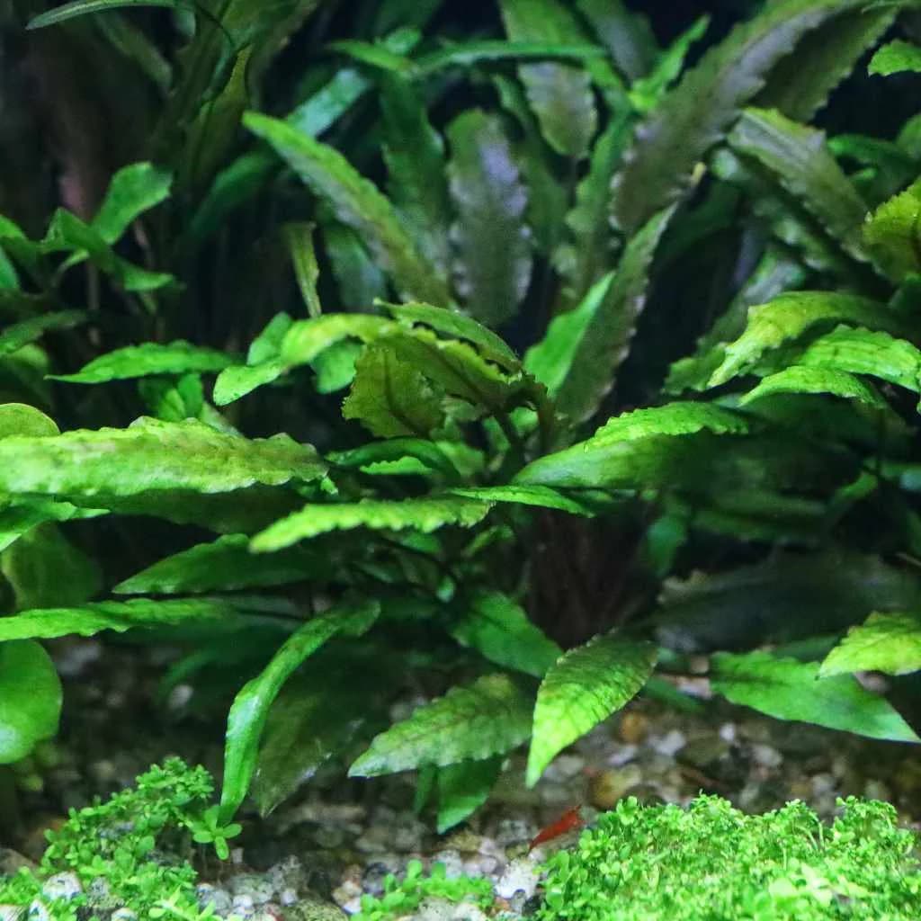 Green Wendtii Crypt aquarium plant