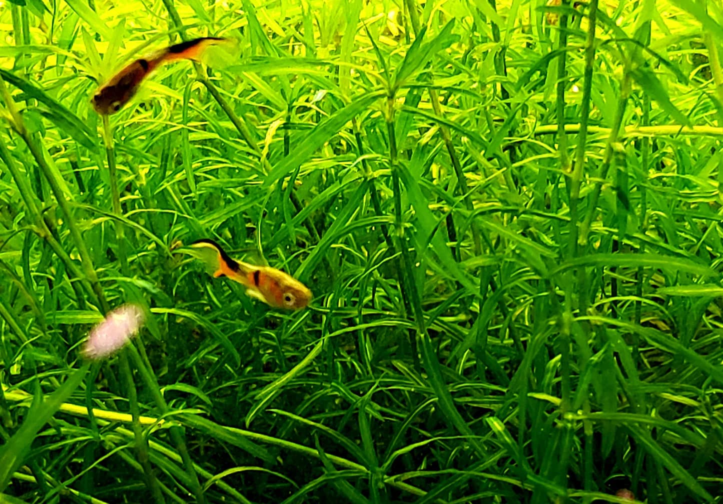 Guppy Grass aquarium plant
