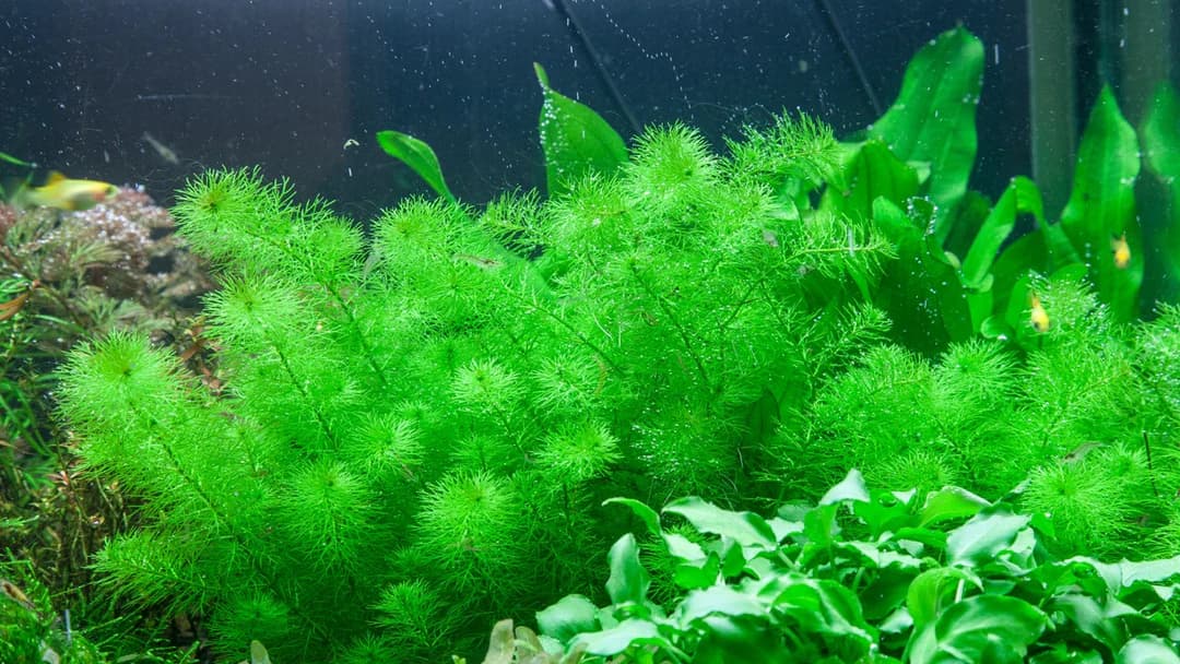 Guyana Myriophyllum aquarium plant