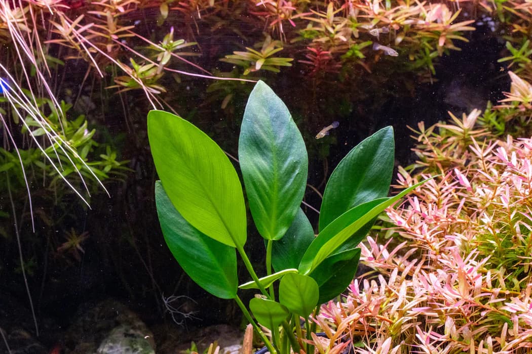 Hastifolia Anubias aquarium plant