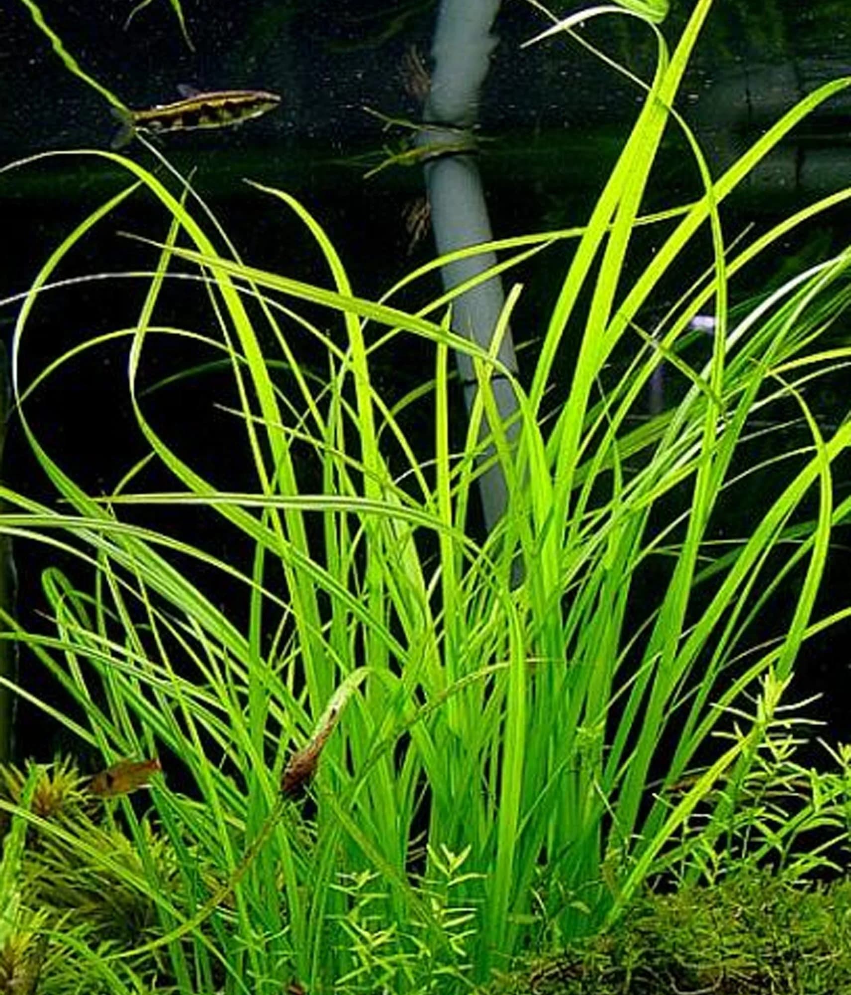 Helferi Grass aquarium plant