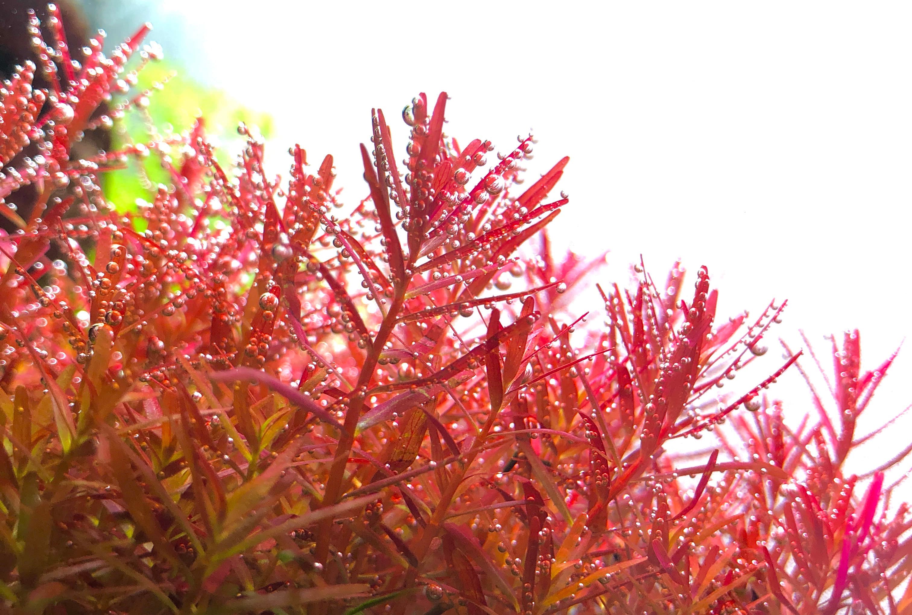H'ra Rotala aquarium plant