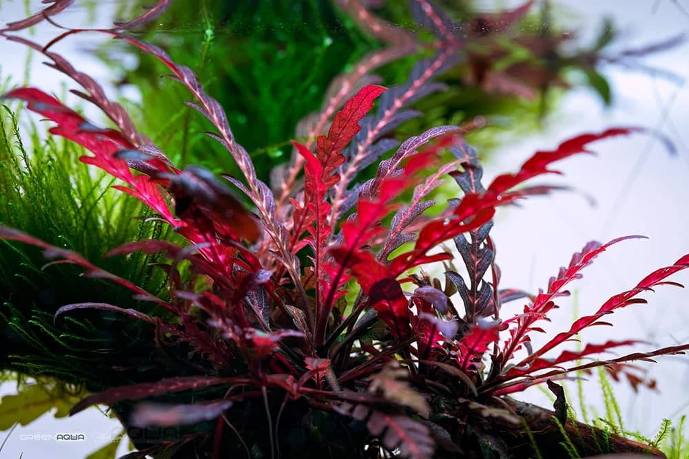 Hygrophila Pinnatifida aquarium plant
