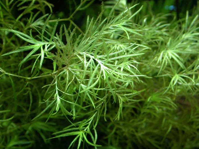 Indian Guppy Grass aquarium plant