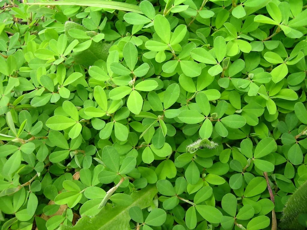Japan Clover aquarium plant