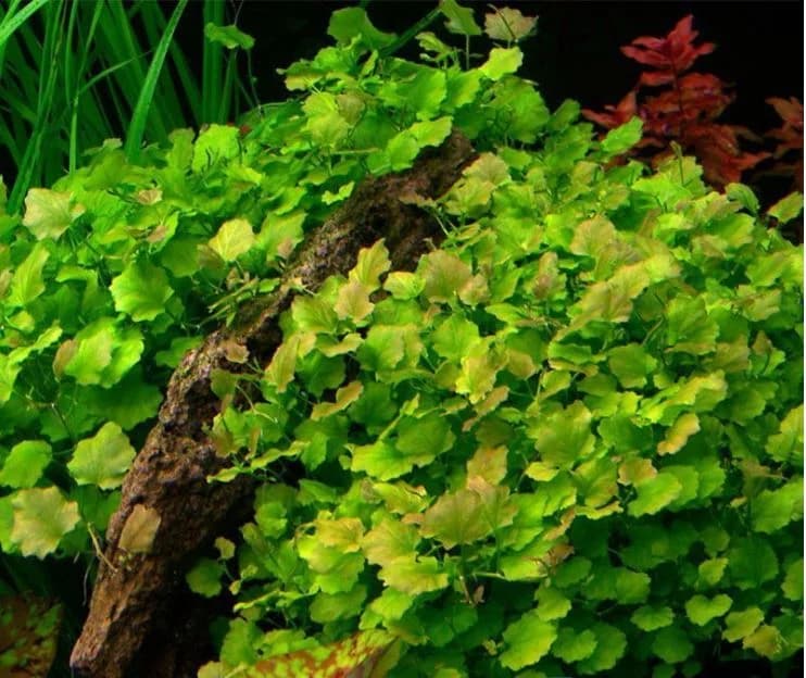 Japanese Cress aquarium plant