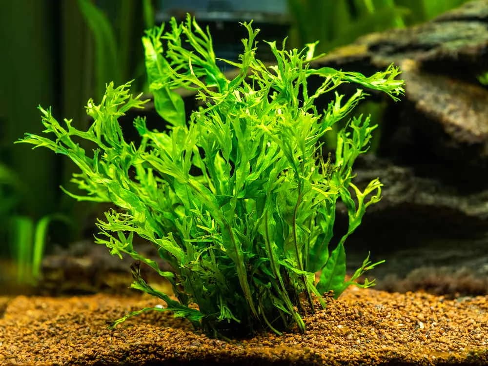 Java Fern aquarium plant